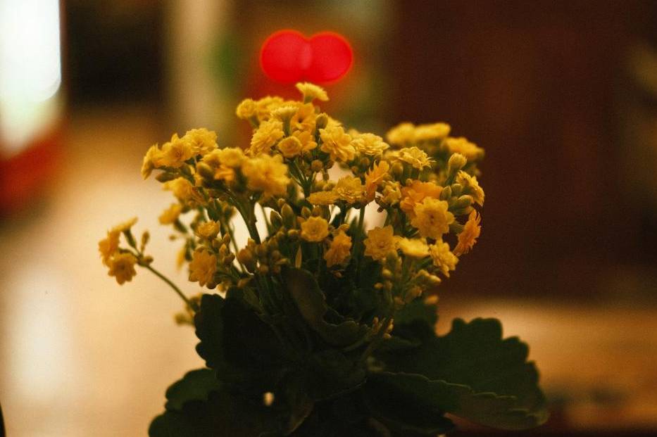 Table centerpiece Toronto